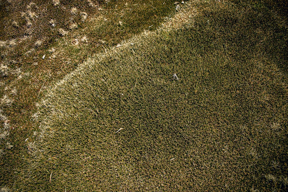 A patch of lush green grass in a garden, showcasing a fresh, even growth pattern with some areas appearing slightly lighter where the turf has been recently repaired. Surrounding the lawn are garden b