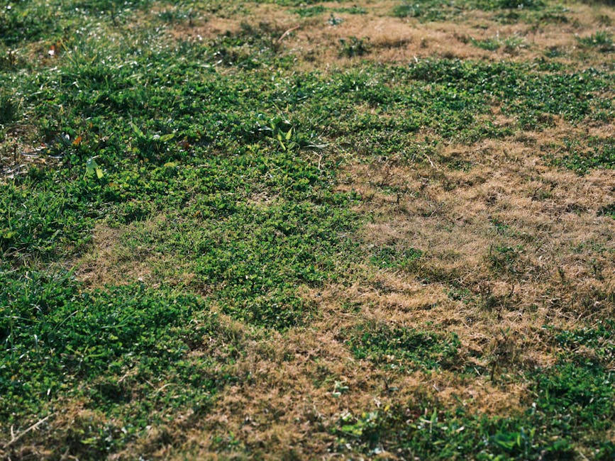 A patch of lush green grass in a garden, showcasing a fresh, even growth pattern with some areas appearing slightly lighter where the turf has been recently repaired. Surrounding the lawn are garden b